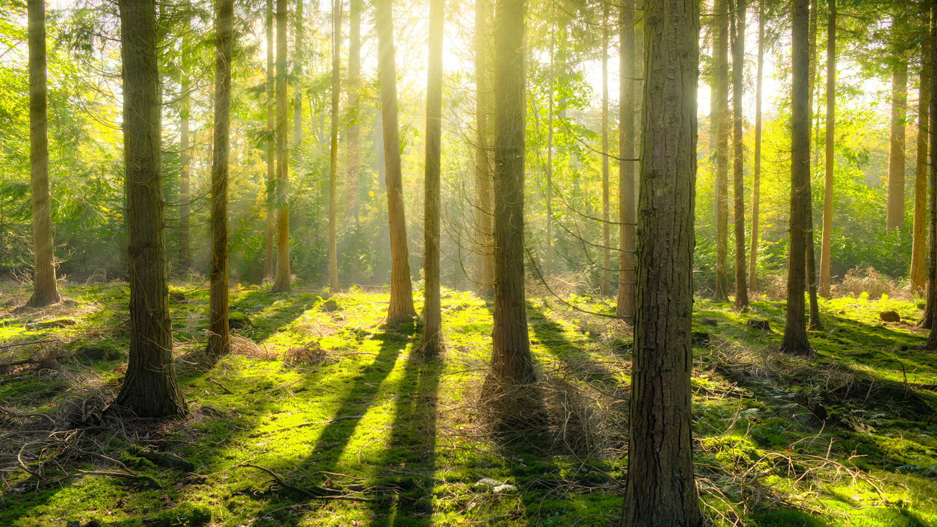 Polonia promueve la neutralidad climática basada en la captura de carbono por los bosques y suelos