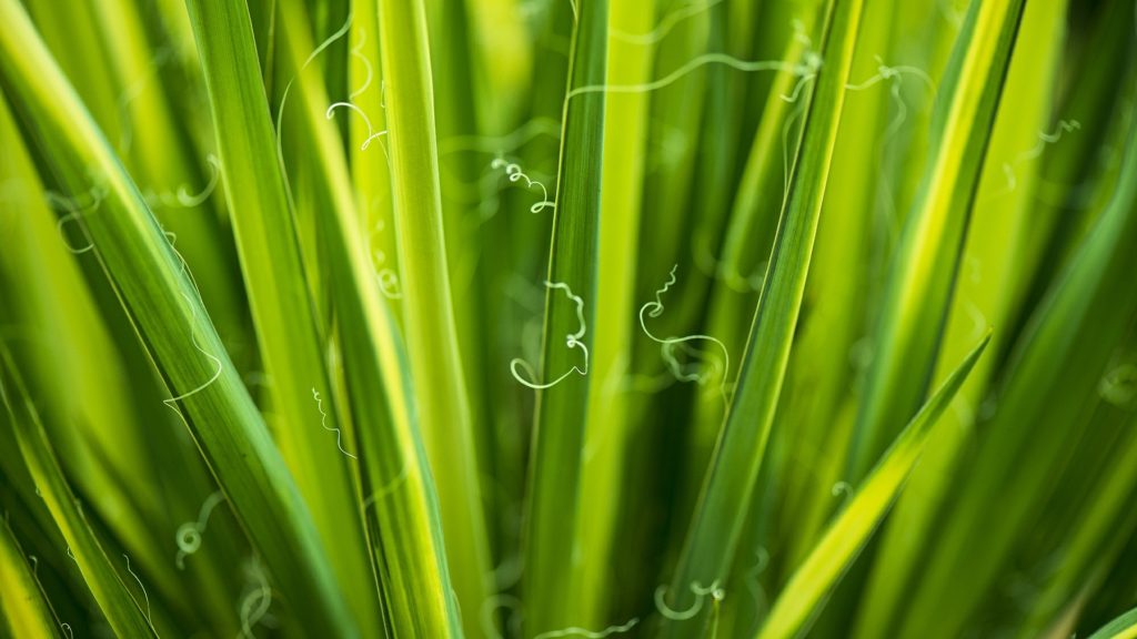 Biomateriales para el medio ambiente