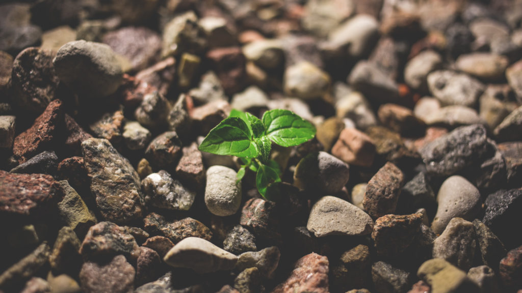 Entendiendo la sostenibilidad ambiental