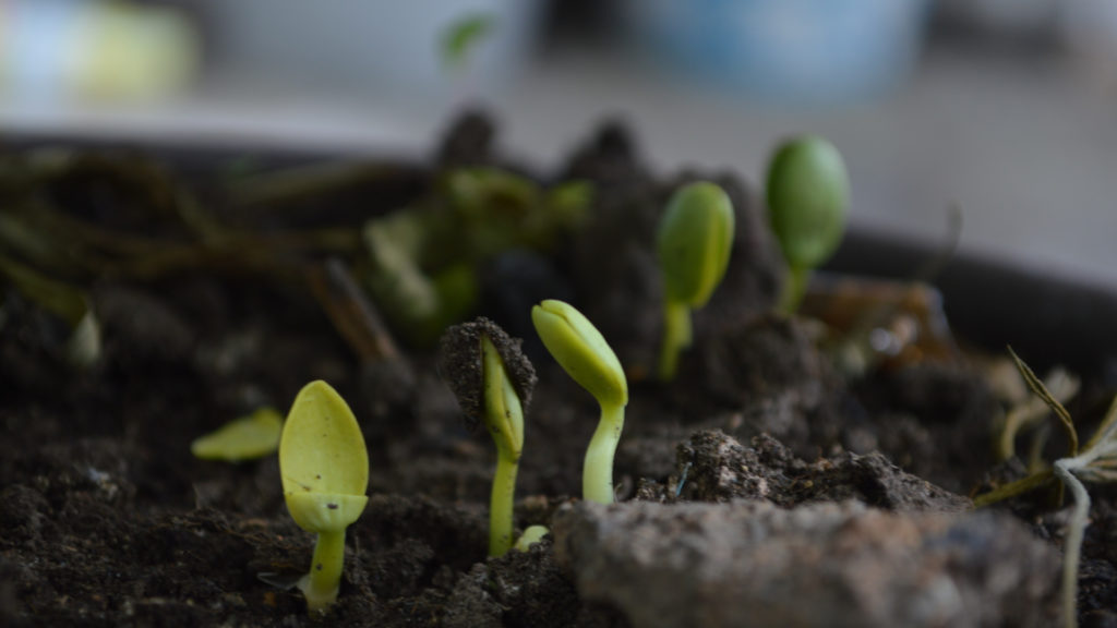 3 idees per a una primavera més sostenible