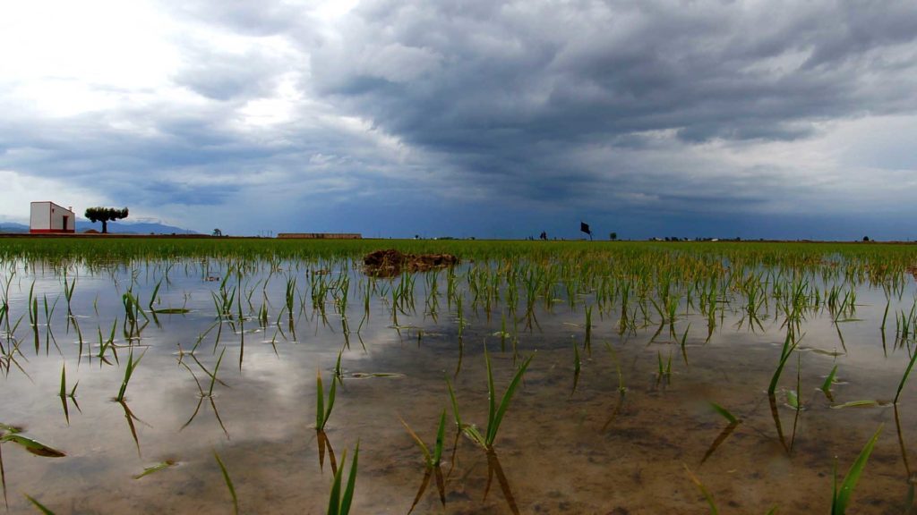 Arrossar Delta de l'Ebre