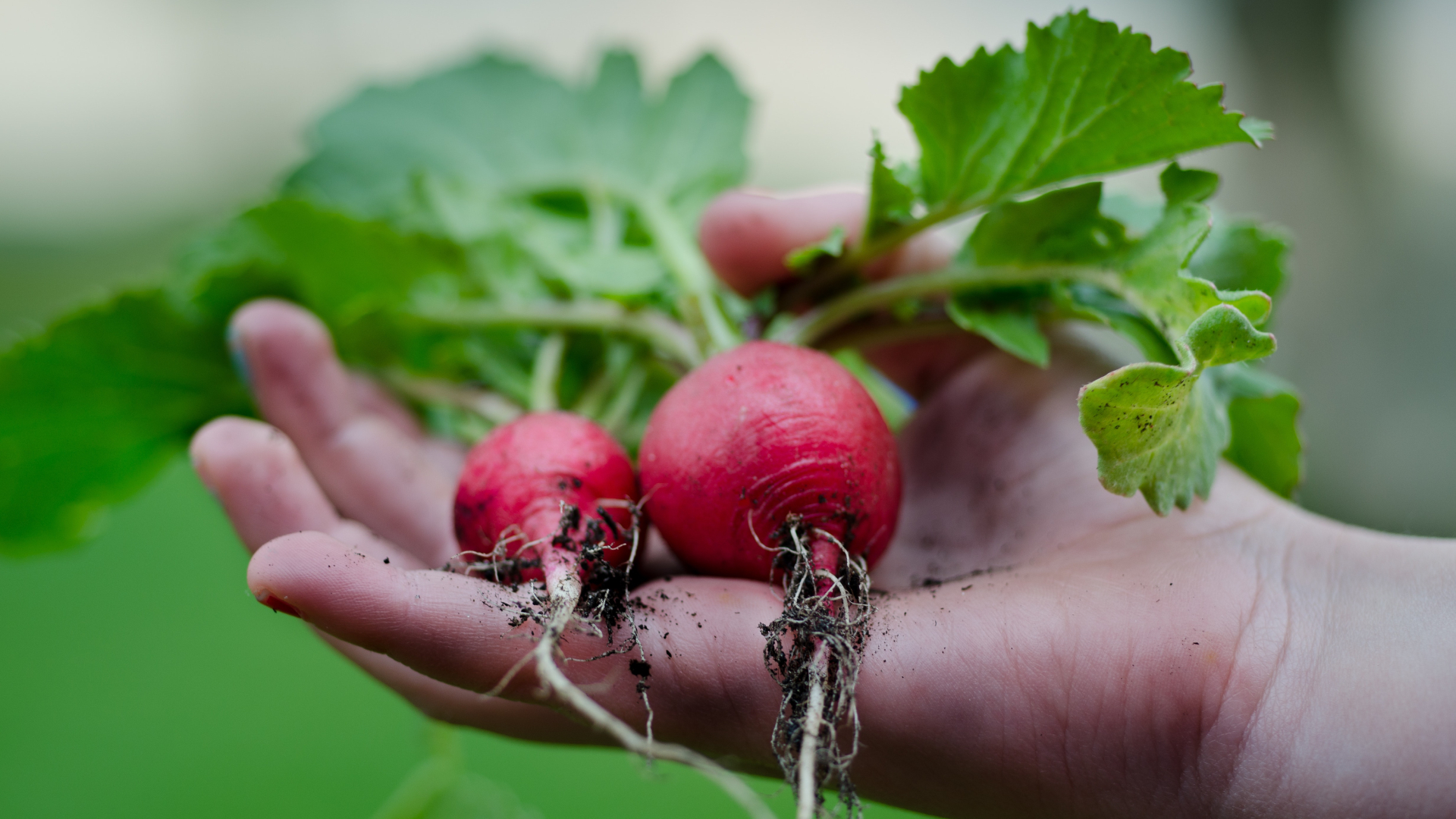 Coneix les fruites i verdures de primavera